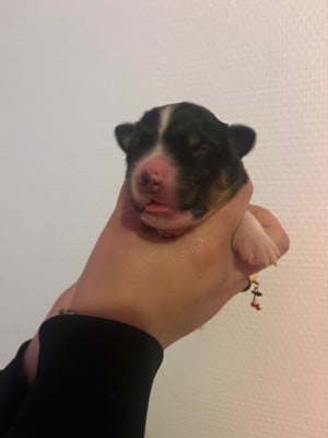 Les chiots de Berger Australien