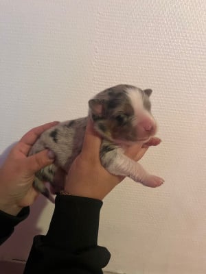 Les chiots de Berger Australien