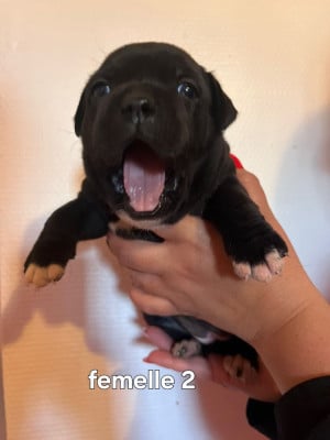 Les chiots de Staffordshire Bull Terrier