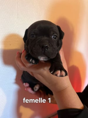 Les chiots de Staffordshire Bull Terrier