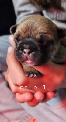 Les chiots de Bouledogue français