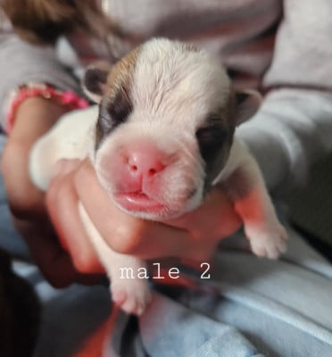 Les chiots de Bouledogue français