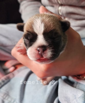 Les chiots de Bouledogue français