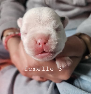 Les chiots de Bouledogue français