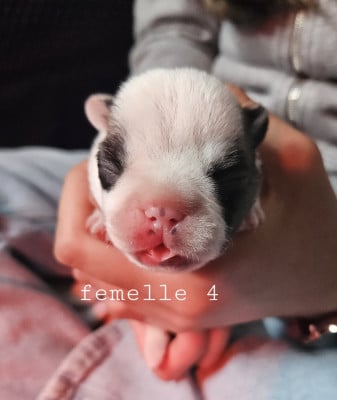 Les chiots de Bouledogue français