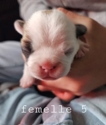 Les chiots de Bouledogue français