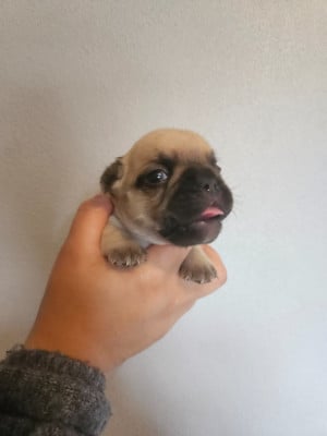 Les chiots de Bouledogue français