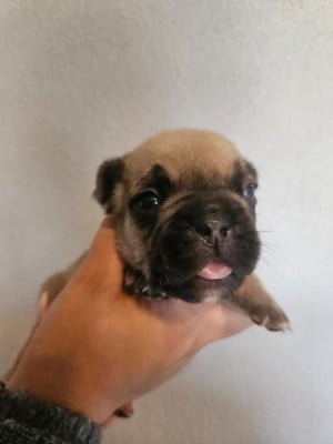 Les chiots de Bouledogue français