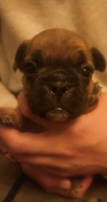Les chiots de Bouledogue français
