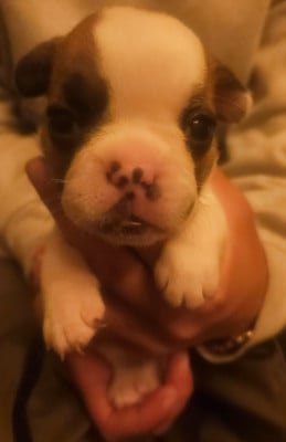 Les chiots de Bouledogue français
