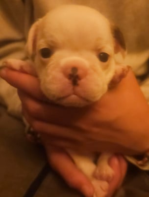 Les chiots de Bouledogue français