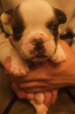 Les chiots de Bouledogue français