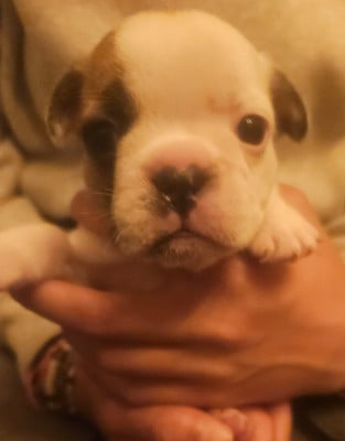 Les chiots de Bouledogue français
