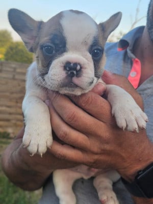 Les chiots de Bouledogue français