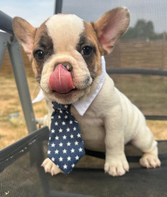Les chiots de Bouledogue français