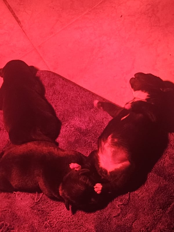 Staffordshire Bull Terrier - (Sans Affixe)