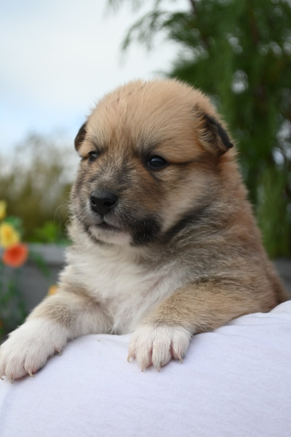 Chiot N°2 - Berger islandais