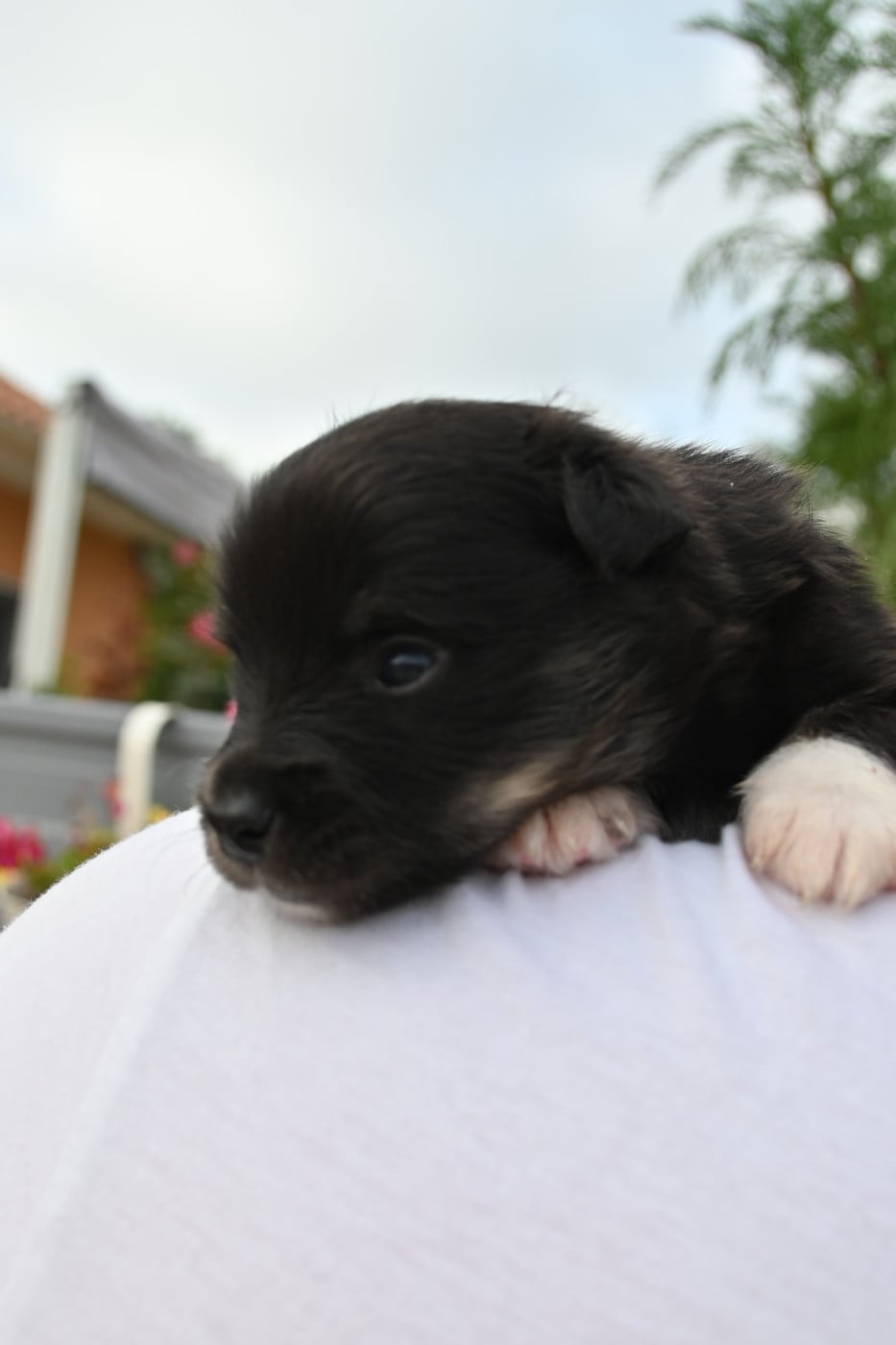 Chiot N°4 - Berger islandais
