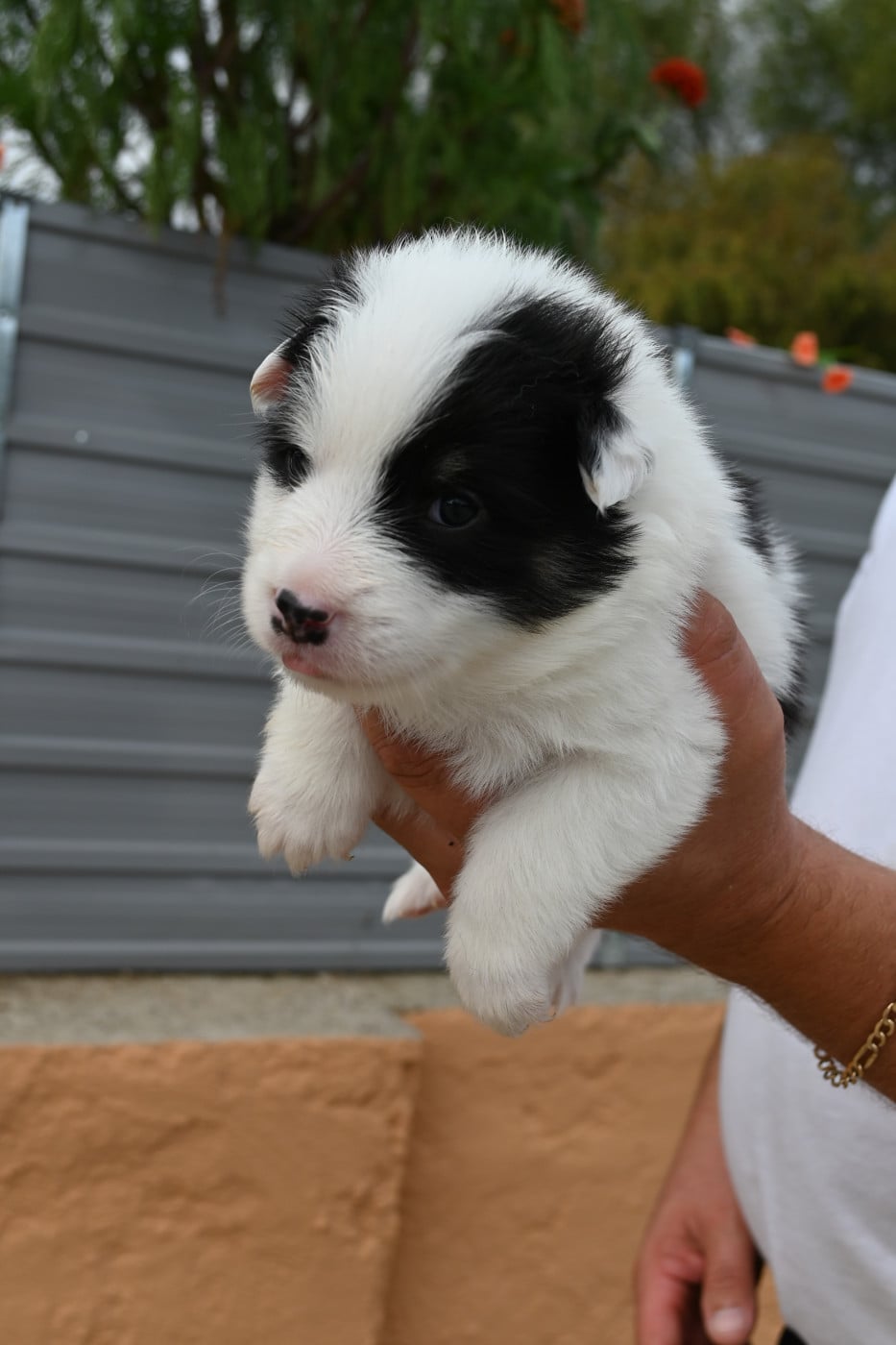 Chiot N°8 - Berger islandais