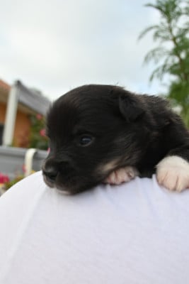 Chiot N°4 - Berger islandais