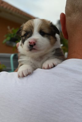 Chiot N°5 - Berger islandais