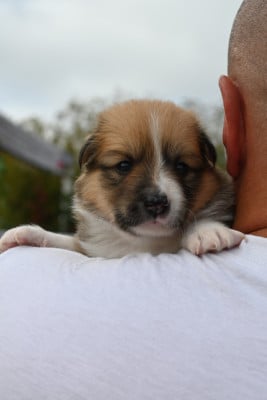 Chiot N°6 - Berger islandais