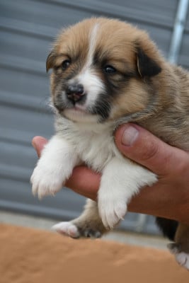 Chiot N°7 - Berger islandais