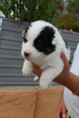 Chiot N°8 - Berger islandais