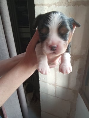 Les chiots de Cavalier King Charles Spaniel