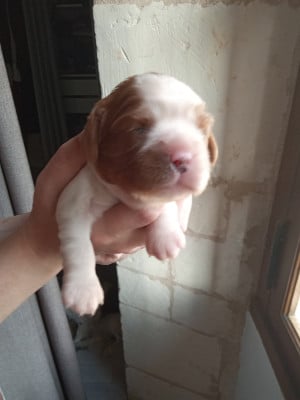 Les chiots de Cavalier King Charles Spaniel
