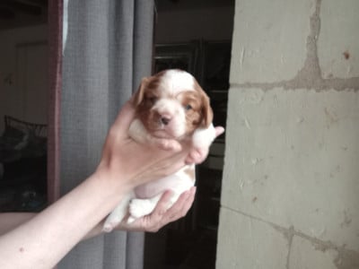 Les chiots de Cavalier King Charles Spaniel