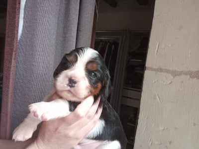 Les chiots de Cavalier King Charles Spaniel