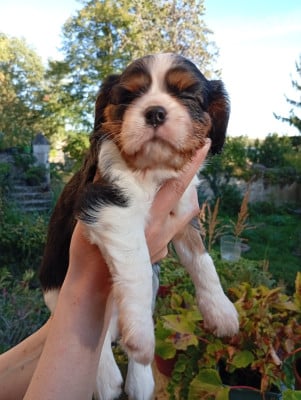 Les chiots de Cavalier King Charles Spaniel