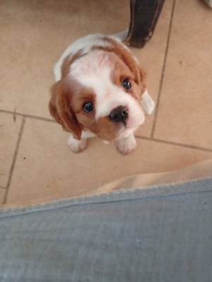 Les chiots de Cavalier King Charles Spaniel