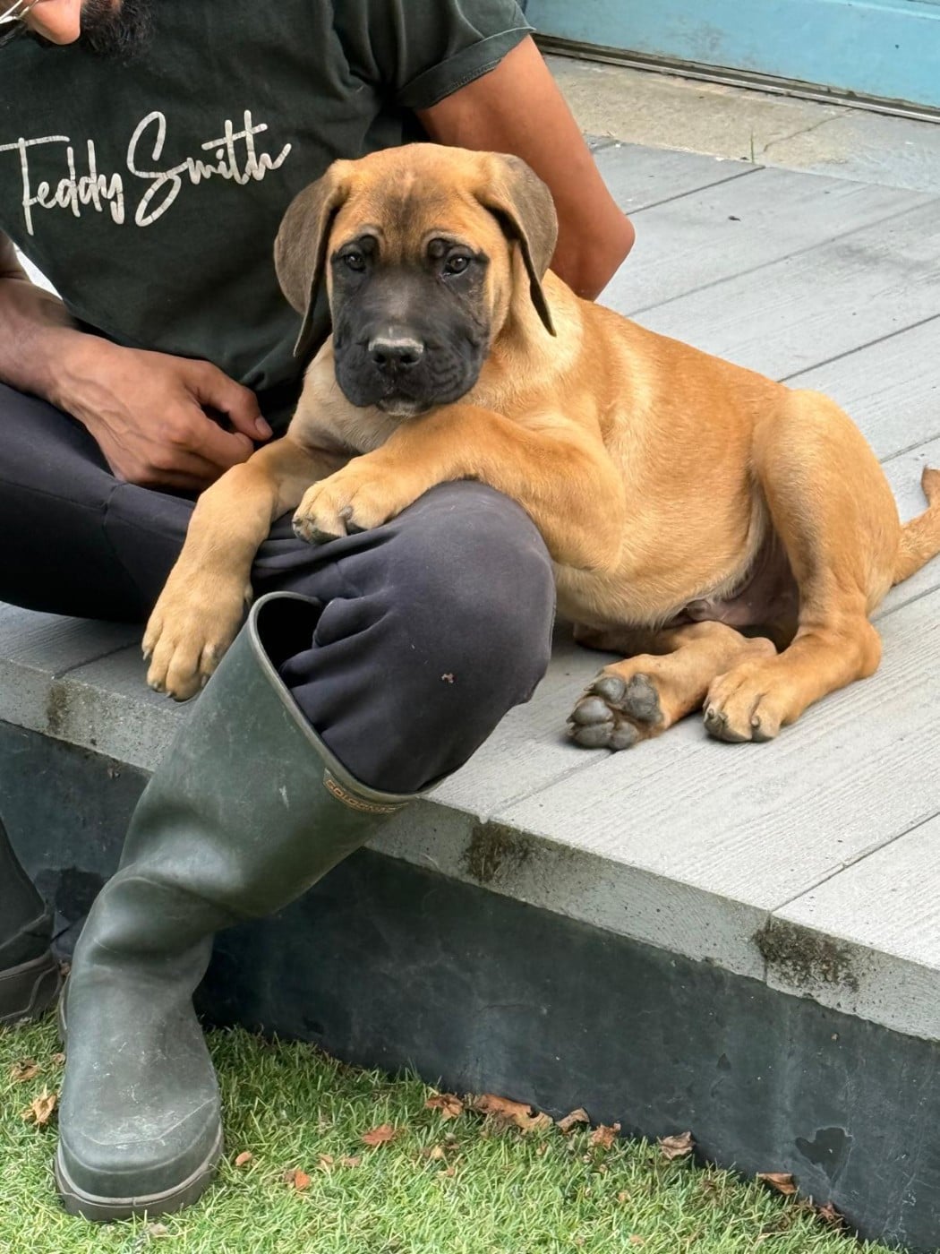 fauve rouge - Cane Corso