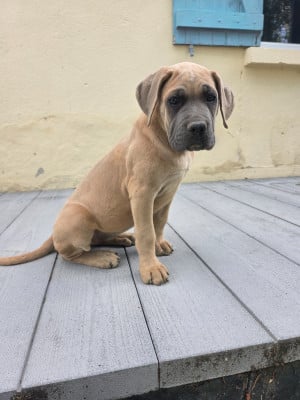 Les chiots de Cane Corso