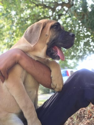 Les chiots de Cane Corso