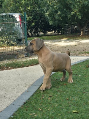 Les chiots de Cane Corso