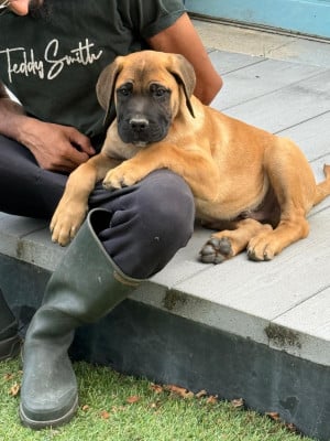 Les chiots de Cane Corso