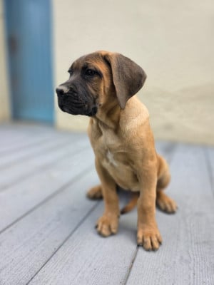 Les chiots de Cane Corso