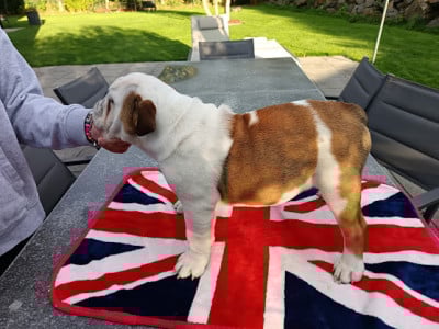 Les chiots de Bulldog Anglais