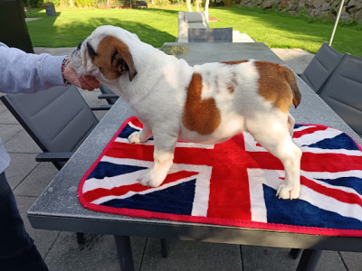 Les chiots de Bulldog Anglais
