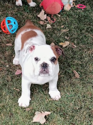 Les chiots de Bulldog Anglais