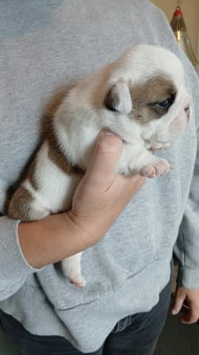 Les chiots de Bulldog Anglais