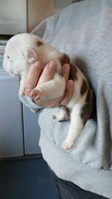 Les chiots de Bulldog Anglais