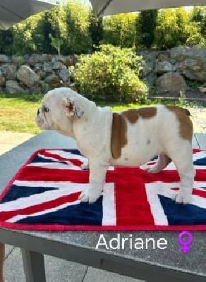 Les chiots de Bulldog Anglais