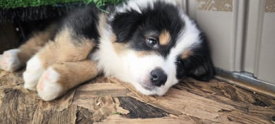 Les chiots de Berger Australien