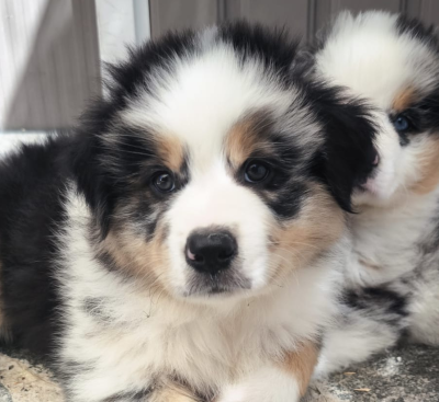 Les chiots de Berger Australien