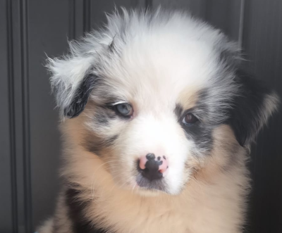 Les chiots de Berger Australien