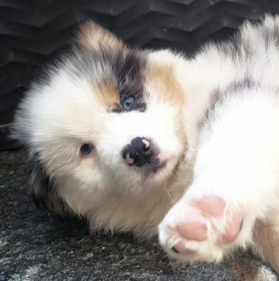 Les chiots de Berger Australien